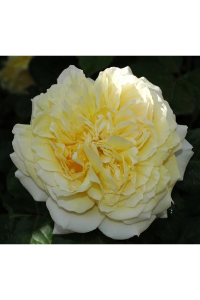 Троянда сорту Жоель Маруані - махровий бутон